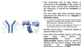 • The N-terminal half of light chains is
referred to as the variable, or VL, region of
the light chain, and the less variable part of
the sequence is termed the constant, or
CL, region.
• The two major light chain constant region
sequences are referred to as (kappa) or
(lambda) chains.
• In humans, the light chains are fairly evenly divided
between the two light-chain classes; 60% of human
light chains are whereas only 40% are .
• In mice, the situation is quite different: Only 5% of
mouse light chains are of the light-chain type.
• All light chains have a molecular weight of
approximately 22 kDa.
• even within the variable regions of the light
chain, there were regions of
hypervariability. Since these
hypervariable regions could be shown to
interact with the bound antigen, they were
renamed the complementarity-
 