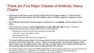 There are Five Major Classes of Antibody Heavy
Chains
• sequences of the heavy-chain constant regions fall into five basic patterns. Th ese five basic
sequences have been named with Greek letters: μ(mu), δ,(delta), γ(gamma), ε(epsilon), and α
(alpha).
• Each different heavy-chain constant region is referred to as an isotype, and the isotype of the
heavy
• The five primary classes of immunoglobulins are IgG, IgM, IgA, IgD and IgE. These are
distinguished by the type of heavy chain found in the molecule.
• antibodies with a heavy chain of the μ(mu) isotype are of the IgM class;
• those with a heavy chain δ(delta), are IgD;
• those with γ(gamma), IgG;
• those with ε(epsilon), IgE; and those with α (alpha) IgA.
• The length of the constant region of the heavy chains is either 330 amino acid residues (for γ, α and
δchains) or 440 amino acids (for μ and ε chains). Correspondingly, the molecular weights of the
heavy chains vary according to their class. IgA, IgD, and IgG heavy chains weigh approximately 55
kDa, whereas IgM and IgE antibodies are approximately 20% heavier.
• The variable region of the heavy chain differs depending on the B cell that produced it, but is the same for all
antibodies produced by a single B cell or B cell clone. The variable region of each heavy chain is
 