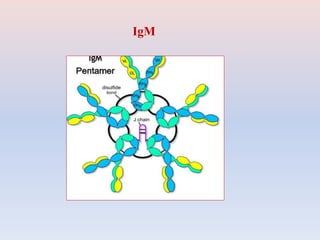 IgM
 