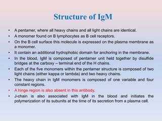 • A pentamer, where all heavy chains and all light chains are identical.
• A monomer found on B lymphocytes as B cell receptors.
• On the B cell surface this molecule is expressed on the plasma membrane as
a monomer.
• It contain an additional hydrophobic domain for anchoring in the membrane.
• In the blood, IgM is composed of pentamer unit held together by disulfide
bridges at the carboxy – terminal end of the H chains.
• Each of the five monomers within the pentamer structure is composed of two
light chains (either kappa or lambda) and two heavy chains.
• The heavy chain in IgM monomers is composed of one variable and four
constant regions.
• A hinge region is also absent in this antibody.
• J-chain is also associated with IgM in the blood and initiates the
polymerization of its subunits at the time of its secretion from a plasma cell.
Structure of IgM
 