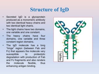 Structure of IgD
• Secreted IgD is a glycoprotein
produced as a monomeric antibody
with two identical heavy chains and
two identical light chains.
• The light chains have two domains,
one variable and one constant.
• The heavy chains have four
domains, one variable and three
constant region domains.
• The IgD molecule has a long
“hinge” region (between Fab and
Fc) that appears the molecule very
susceptible to proteolytic
degradation with production of Fab
and Fc fragments and also renders
the molecule flexible, thus
enhancing antigen binding.
 