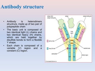 Antibody structure
• Antibody is heterodimers
structrure, made up of two pair of
polypeptide chain
• The basic unit is composed of
two identical light (L) chains and
two identical heavy (H) chains,
which are held together by
disulfide bonds to form a flexible
Y shape.
• Each chain is composed of a
variable (V) region and a
constant (C) region.
 