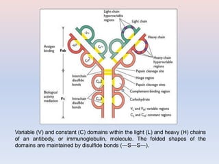 Variable (V) and constant (C) domains within the light (L) and heavy (H) chains
of an antibody, or immunoglobulin, molecule. The folded shapes of the
domains are maintained by disulfide bonds (―S―S―).
 