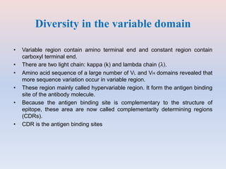 Diversity in the variable domain
• Variable region contain amino terminal end and constant region contain
carboxyl terminal end.
• There are two light chain: kappa (k) and lambda chain (λ).
• Amino acid sequence of a large number of VL and VH domains revealed that
more sequence variation occur in variable region.
• These region mainly called hypervariable region. It form the antigen binding
site of the antibody molecule.
• Because the antigen binding site is complementary to the structure of
epitope, these area are now called complementarity determining regions
(CDRs).
• CDR is the antigen binding sites
 