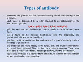 Types of antibody
• Antibodies are grouped into five classes according to their constant region and
in activity.
• Each class is designated by a letter attached to an abbreviation of the
word immunoglobulin:
IgG(γ), IgM(μ), IgA(α), IgD(δ), and IgE(ε)
• IgG, the most common antibody, is present mostly in the blood and tissue
fluids.
• IgA is found in the mucous membranes lining the respiratory and
gastrointestinal tracts as secreted form.
• IgM found in blood and lymph fluid and are the first type of antibody made in
response to an infection.
• IgE antibodies are found mostly in the lungs, skin, and mucous membranes
and small found in blood. This can lead to an allergic reaction. They cause
mast cells to release chemicals, including histamine, into the bloodstream.
• IgD is also produced in a secreted form that is found in small amounts in blood
serum, nasal and mucous secretion.
 