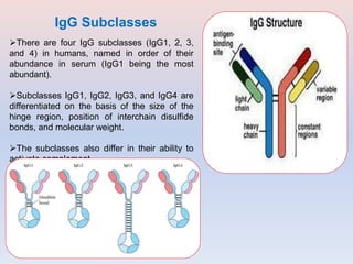 There are four IgG subclasses (IgG1, 2, 3,
and 4) in humans, named in order of their
abundance in serum (IgG1 being the most
abundant).
Subclasses IgG1, IgG2, IgG3, and IgG4 are
differentiated on the basis of the size of the
hinge region, position of interchain disulfide
bonds, and molecular weight.
The subclasses also differ in their ability to
activate complement.
IgG Subclasses
 