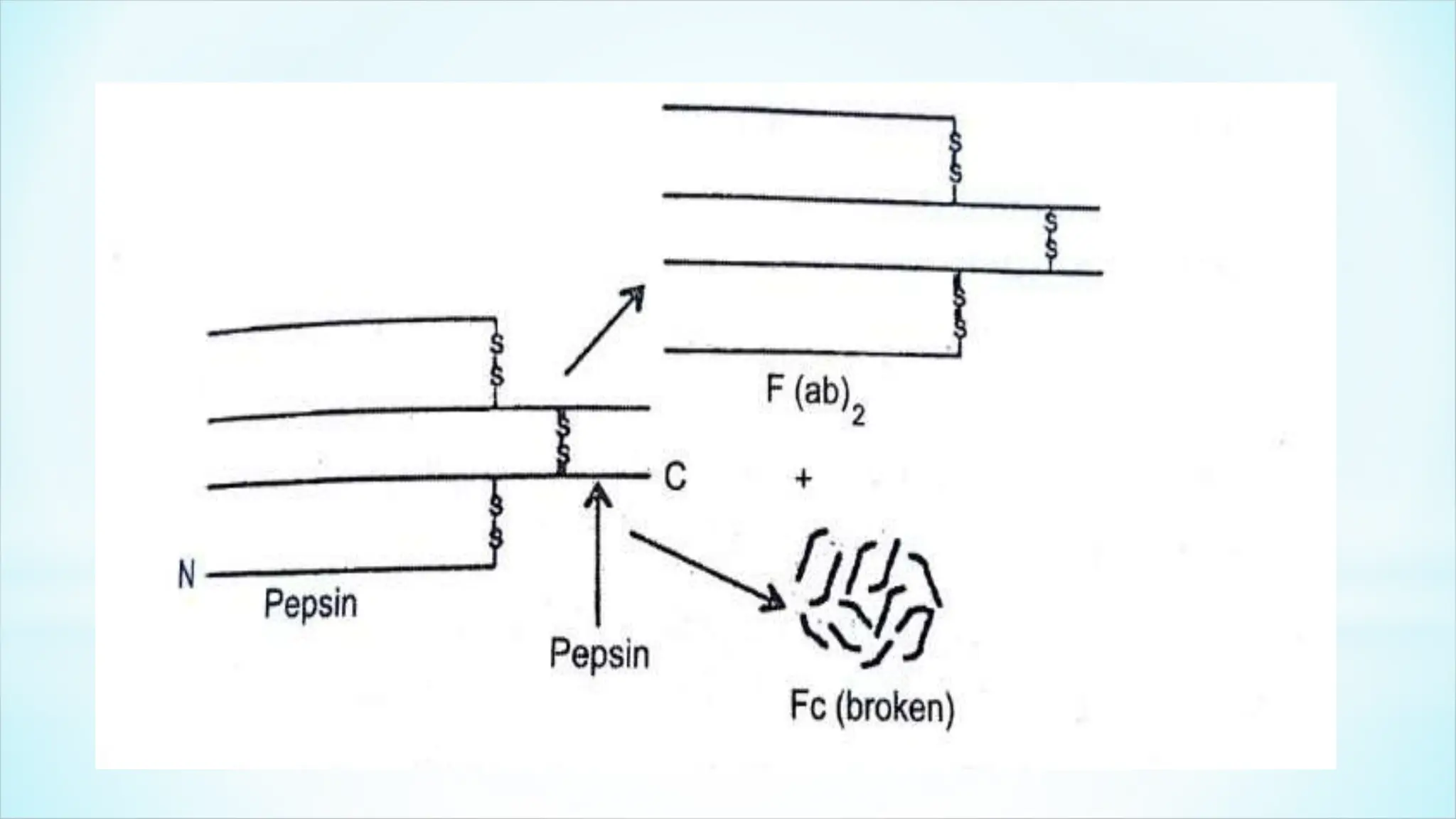 ANTIBODY DEFINITION STRUCTURE TYPES FORMS FUNCTIONS visual data 8
