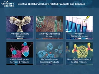 Antibody Based Cancer Therapies - Creative Biolabs | PPTX