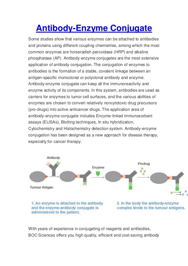 Antibody enzyme conjugate