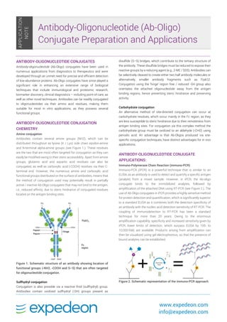  
  www.expedeon.com
info@expedeon.com
 
 
 
ANTIBODY-OLIGONUCLEOTIDE CONJUGATES
Antibody-oligonucleotide (Ab-Oligo) conjugates have been used in
numerous applications from diagnostics to therapeutics and were
developed through an unmet need for precise and efficient detection
of low-abundance proteins. Ab-Oligo conjugates have since played a
significant role in enhancing an extensive range of biological
techniques that include immunological and proteomic research,
biomarker discovery, clinical diagnostics – including point-of-care, as
well as other novel techniques. Antibodies can be readily conjugated
to oligonucleotides via their amino acid residues, making them
suitable for most in vitro applications, as they possess several
functional groups.
ANTIBODY-OLIGONUCLEOTIDE CONJUGATION
CHEMISTRY
Amine conjugation
Antibodies contain several amine groups (NH2), which can be
distributed throughout as lysine (K / Lys) side chain epsilon-amine
and N-terminal alpha-amine groups (see Figure 1.). These residues
are the two that are most often targeted for conjugation as they can
easily be modified owing to their steric accessibility. Apart from amine
groups, glutamic acid and aspartic acid residues can also be
conjugated, as well as carboxylic acid (-COOH) residues via their C-
terminal end. However, the numerous amine and carboxylic acid
functional groups distributed on the surface of antibodies, means that
the method of conjugation used may potentially result in partially
active / inactive Ab-Oligo conjugates that may not bind to the antigen,
i.e., reduced affinity, due to steric hindrance of conjugated residues
located on the antigen binding sites.
Figure 1. Schematic structure of an antibody showing location of
functional groups (-NH2, -COOH and S–S) that are often targeted
for oligonucleotide conjugation.
Sulfhydryl conjugation
Conjugation is also possible via a reactive thiol (sulfhydryl) group.
Antibodies contain oxidized sulfhydryl (-SH) groups present as
disulfide (S–S) bridges, which contribute to the tertiary structure of
the antibody. These disulfide bridges must be reduced to expose their
reactive groups by a reducing agent (e.g., 2-ME / SDS). Antibodies can
be selectively cleaved to create either two half antibody molecules or
alternatively, smaller antibody fragments such as F(ab')2.
Conjugation using the ‘hinge’ region free / reduced -SH group also
orientates the attached oligonucleotide away from the antigen
binding regions, hence preventing steric hindrance and preserving
activity.
Carbohydrate conjugation
An alternative method of site-directed conjugation can occur at
carbohydrate residues, which occur mainly in the Fc region, as they
are less susceptible to steric hindrance due to their remoteness from
antigen binding sites. For conjugation via this complex method the
carbohydrate group must be oxidized to an aldehyde (-CHO) using
periodic acid. An advantage is that Ab-Oligos produced via site-
specific conjugation techniques, have distinct advantages for in vivo
applications.
ANTIBODY-OLIGONUCLEOTIDE CONJUGATE
APPLICATIONS:
Immuno-Polymerase Chain Reaction (immuno-PCR)
Immuno-PCR (iPCR) is a powerful technique that is similar to an
ELISA, as an antibody is used to detect and quantify a specific antigen
(analyte) from a mixed sample. However, in iPCR, the Ab-oligo
conjugate binds to the immobilized analytes, followed by
amplification of the attached DNA using RT-PCR (see Figure 2.). The
use of Ab-Oligo conjugates in iPCR provides a highly sensitive method
for protein detection and quantification, which is significantly superior
to a standard ELISA as it combines both the detection specificity of
an antibody with the nucleic acid detection sensitivity of RT-PCR. The
coupling of immunodetection to RT-PCR has been a standard
technique for more than 20 years. Owing to the enormous
amplification capability, specificity and increased sensitivity given by
iPCR, lower limits of detection, which surpass ELISA by 100- to
10,000-fold, are available. Products arising from amplification can
then be visualized using gel electrophoresis, so that the presence of
bound analytes can be established.
Figure 2. Schematic representation of the immuno-PCR approach.
Antibody-Oligonucleotide (Ab-Oligo)
Conjugate Preparation and Applications
 
APPLICATION
NOTE
 