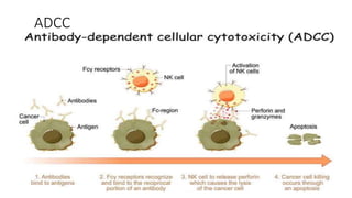 ANTIBODY AND IMMUNOGLOBULIN.pptx