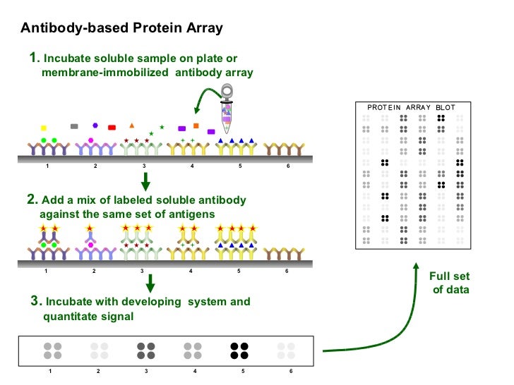 antibody based protein array protein array