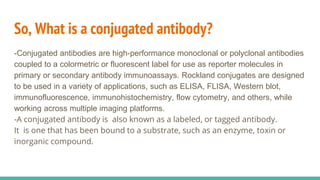 So, What is a conjugated antibody?
-Conjugated antibodies are high-performance monoclonal or polyclonal antibodies
coupled to a colormetric or fluorescent label for use as reporter molecules in
primary or secondary antibody immunoassays. Rockland conjugates are designed
to be used in a variety of applications, such as ELISA, FLISA, Western blot,
immunofluorescence, immunohistochemistry, flow cytometry, and others, while
working across multiple imaging platforms.
-A conjugated antibody is also known as a labeled, or tagged antibody.
It is one that has been bound to a substrate, such as an enzyme, toxin or
inorganic compound.
 