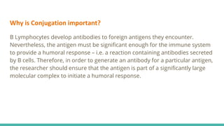 Why is Conjugation important?
B Lymphocytes develop antibodies to foreign antigens they encounter.
Nevertheless, the antigen must be significant enough for the immune system
to provide a humoral response – i.e. a reaction containing antibodies secreted
by B cells. Therefore, in order to generate an antibody for a particular antigen,
the researcher should ensure that the antigen is part of a significantly large
molecular complex to initiate a humoral response.
 