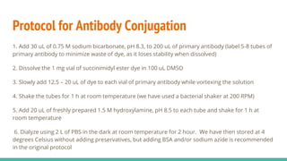 Protocol for Antibody Conjugation
1. Add 30 uL of 0.75 M sodium bicarbonate, pH 8.3, to 200 uL of primary antibody (label 5-8 tubes of
primary antibody to minimize waste of dye, as it loses stability when dissolved)
2. Dissolve the 1 mg vial of succinimidyl ester dye in 100 uL DMSO
3. Slowly add 12.5 – 20 uL of dye to each vial of primary antibody while vortexing the solution
4. Shake the tubes for 1 h at room temperature (we have used a bacterial shaker at 200 RPM)
5. Add 20 uL of freshly prepared 1.5 M hydroxylamine, pH 8.5 to each tube and shake for 1 h at
room temperature
6. Dialyze using 2 L of PBS in the dark at room temperature for 2 hour. We have then stored at 4
degrees Celsius without adding preservatives, but adding BSA and/or sodium azide is recommended
in the original protocol
 