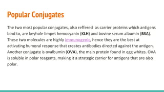 Popular Conjugates
The two most popular conjugates, also reffered as carrier proteins which antigens
bind to, are keyhole limpet hemocyanin (KLH) and bovine serum albumin (BSA).
These two molecules are highly immunogenic, hence they are the best at
activating humoral response that creates antibodies directed against the antigen.
Another conjugate is ovalbumin (OVA), the main protein found in egg whites. OVA
is soluble in polar reagents, making it a strategic carrier for antigens that are also
polar.
 