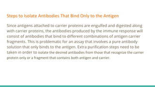 Steps to Isolate Antibodies That Bind Only to the Antigen
Since antigens attached to carrier proteins are engulfed and digested along
with carrier proteins, the antibodies produced by the immune response will
consist of antibodies that bind to different combinations of antigen carrier
fragments. This is problematic for an assay that involves a pure antibody
solution that only binds to the antigen. Extra purification steps need to be
taken in order to isolate the desired antibodies from those that recognize the carrier
protein only or a fragment that contains both antigen and carrier.
 
