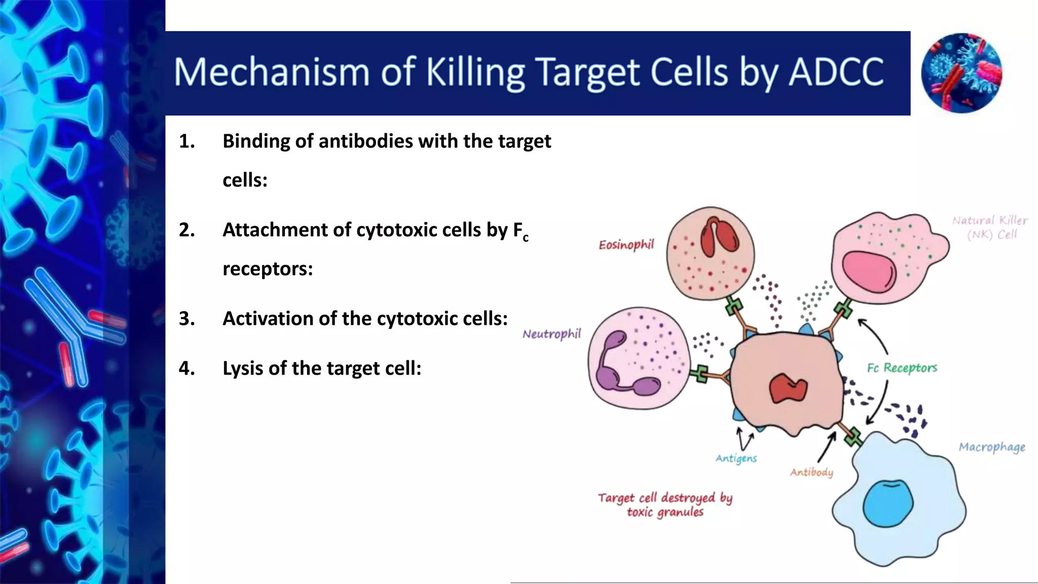 Antibody dependent cell mediated cytotoxicity (ADCC) by Prabeen | PPTX