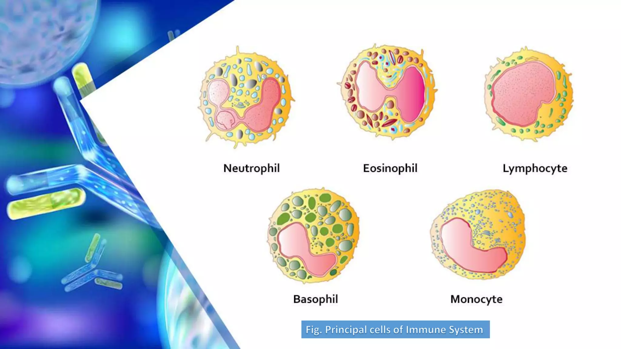 Antibody dependent cell mediated cytotoxicity (ADCC) by Prabeen | PPTX