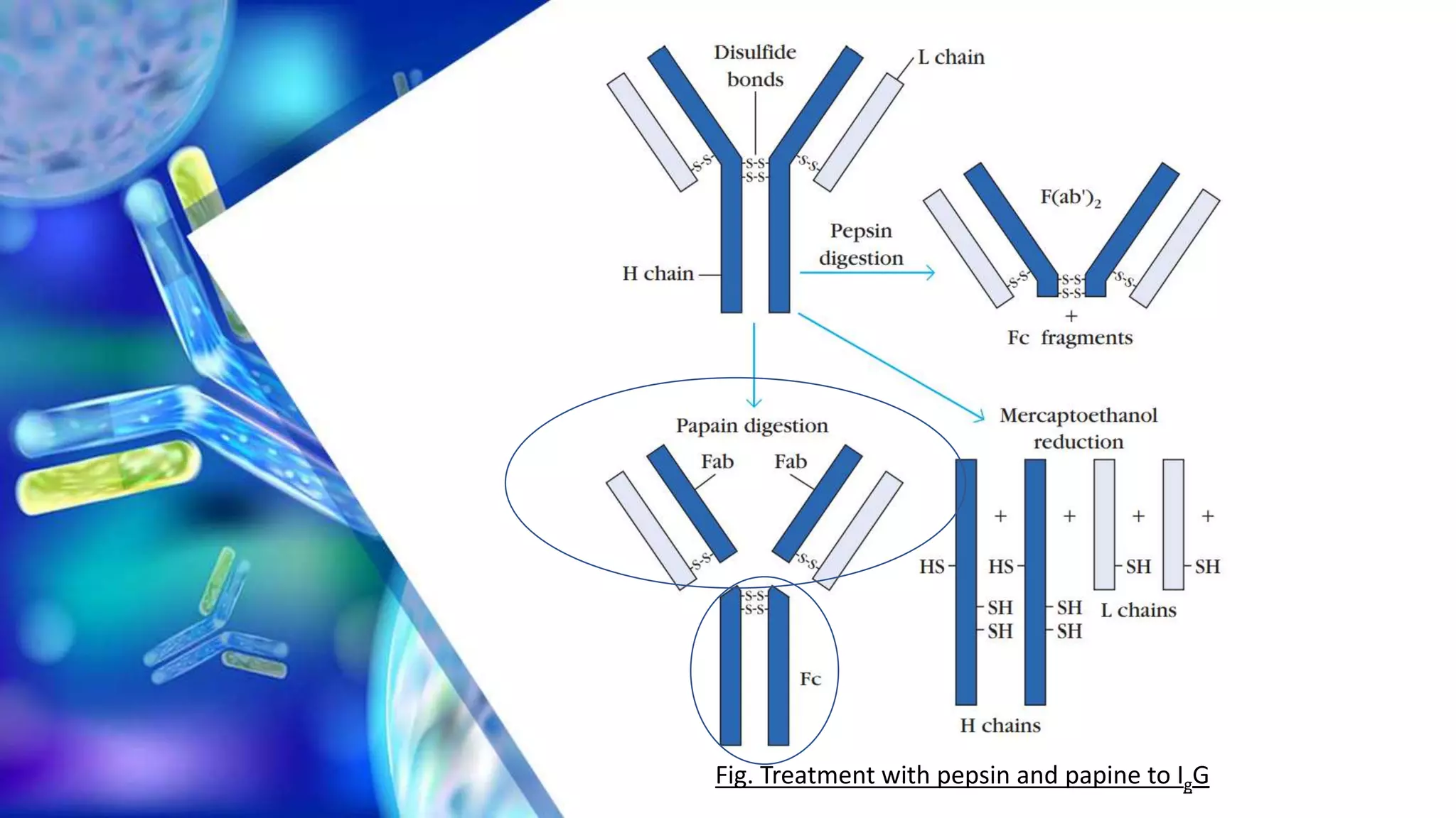 Antibody dependent cell mediated cytotoxicity (ADCC) by Prabeen | PPTX