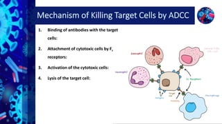 Antibody dependent cell mediated cytotoxicity (ADCC) by Prabeen | PPTX