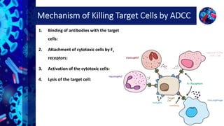 Antibody dependent cell mediated cytotoxicity (ADCC) by Prabeen | PPTX
