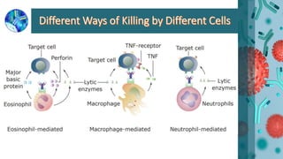 Antibody dependent cell mediated cytotoxicity (ADCC) by Prabeen | PPTX