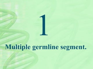 Multiple germline segment.
 