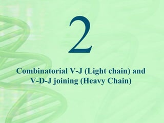 Combinatorial V-J (Light chain) and
V-D-J joining (Heavy Chain)
 