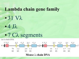 Lambda chain gene family
•31 Vλ
•4 Jλ
•7 Cλ segments
 