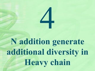 N addition generate
additional diversity in
Heavy chain
 