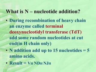 What is N – nucleotide addition?
• During recombination of heavy chain
an enzyme called terminal
deoxynucleotidyl transferase (TdT)
add some random nucleotides at cut
end(in H chain only)
• N addition add up to 15 nucleotides = 5
amino acids.
• Result = VH NDH NJH
 