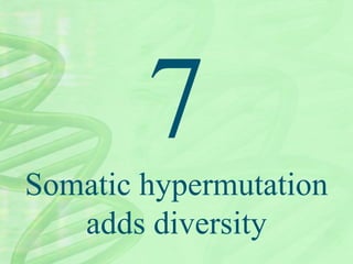 Somatic hypermutation
adds diversity
 