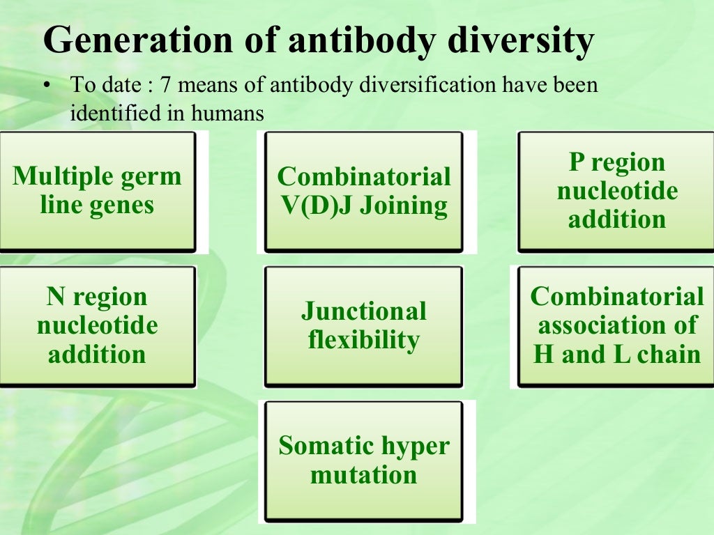 Antibody diversity presentation