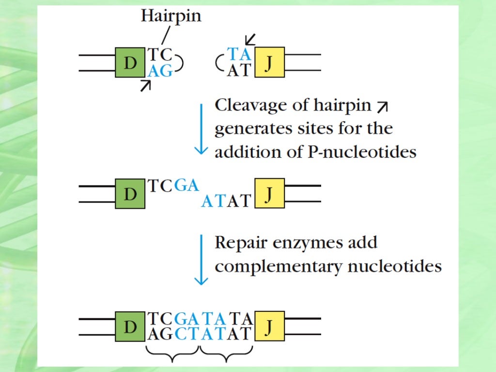 Antibody diversity presentation