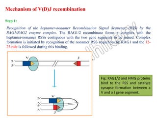 Antibody diversity with special emphasis on v(d)j recombination | PPTX