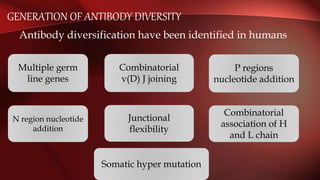 GENERATION OF ANTIBODY DIVERSITY
Antibody diversification have been identified in humans
Multiple germ
line genes
Combinatorial
v(D) J joining
P regions
nucleotide addition
N region nucleotide
addition
Junctional
flexibility
Combinatorial
association of H
and L chain
Somatic hyper mutation
 