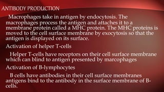 ANTIBODY PRODUCTION
Macrophages take in antigen by endocytosis. The
macrophages process the antigen and attaches it to a
membrane protein called a MHC protein. The MHC proteins is
moved to the cell surface membrane by exocytosis so that the
antigen is displayed on its surface.
Activation of helper T-cells
Helper T-cells have receptors on their cell surface membrane
which can blind to antigen presented by marcophages
Activation of B-lymphocytes
B cells have antibodies in their cell surface membranes
antigens bind to the antibody in the surface membrane of B-
cells.
 