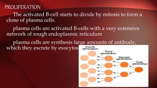 PROLIFERATION
The activated B-cell starts to divide by mitosis to form a
clone of plasma cells.
plasma cells are activated B-cells with a very extensive
network of rough endoplasmic reticulum
plasma cells are synthesis large amounts of antibody,
which they excrete by exocytosis.
 