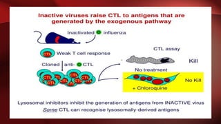 Antibody generation