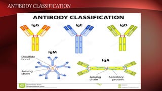 ANTIBODY CLASSIFICATION
 