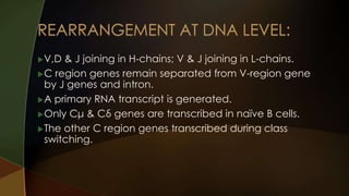 Antibody gene rearrangement presentation | PPTX