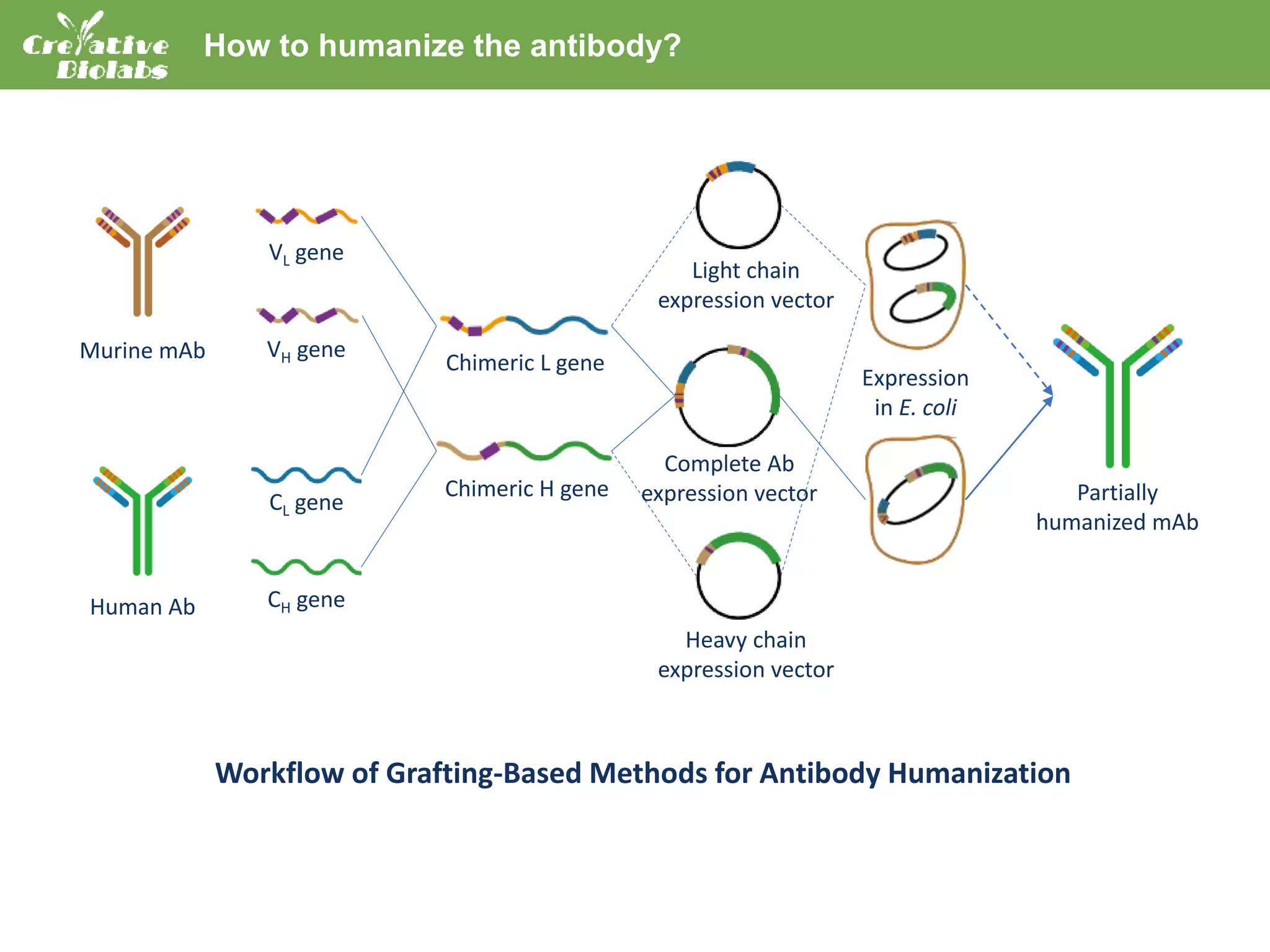 Antibody Humanization service creative biolabs | PPT