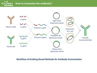 VL gene
Chimeric L gene
CL gene
VH gene
CH gene
Chimeric H gene
Light chain
expression vector
Heavy chain
expression vector
Complete Ab
expression vector
Expression
in E. coli
Murine mAb
Human Ab
Partially
humanized mAb
Workflow of Grafting-Based Methods for Antibody Humanization
How to humanize the antibody?
 