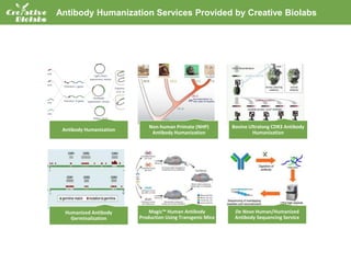 Antibody Humanization Services Provided by Creative Biolabs
Antibody Humanization
Non-human Primate (NHP)
Antibody Humanization
Bovine Ultralong CDR3 Antibody
Humanization
Humanized Antibody
Germinalization
Magic™ Human Antibody
Production Using Transgenic Mice
De Novo Human/Humanized
Antibody Sequencing Service
 