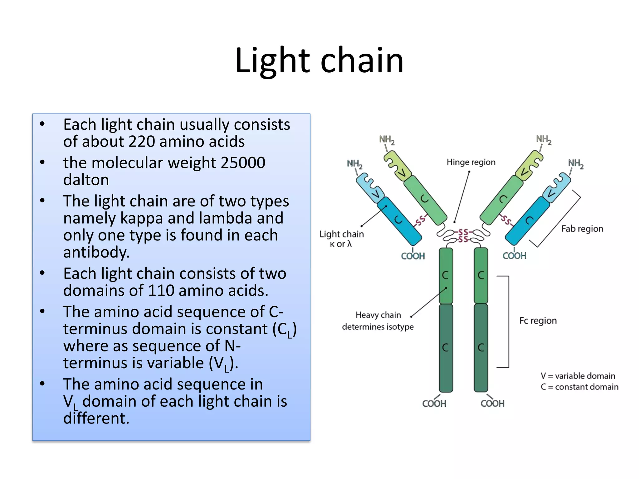 Antibody- (immunoglobulin) | PDF