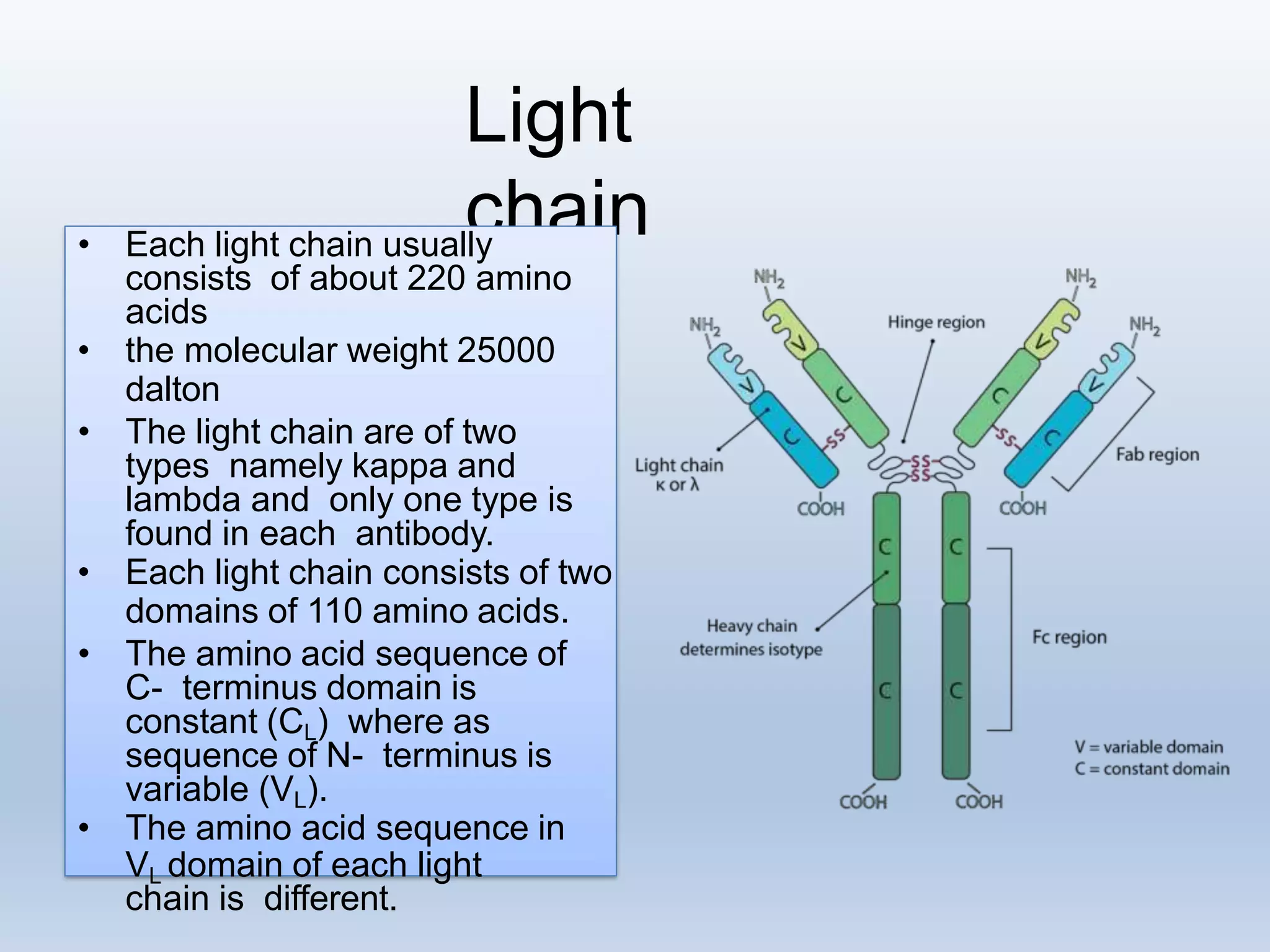 Antibody immunoglobulin by prof. shashank chaurasiya | PPTX