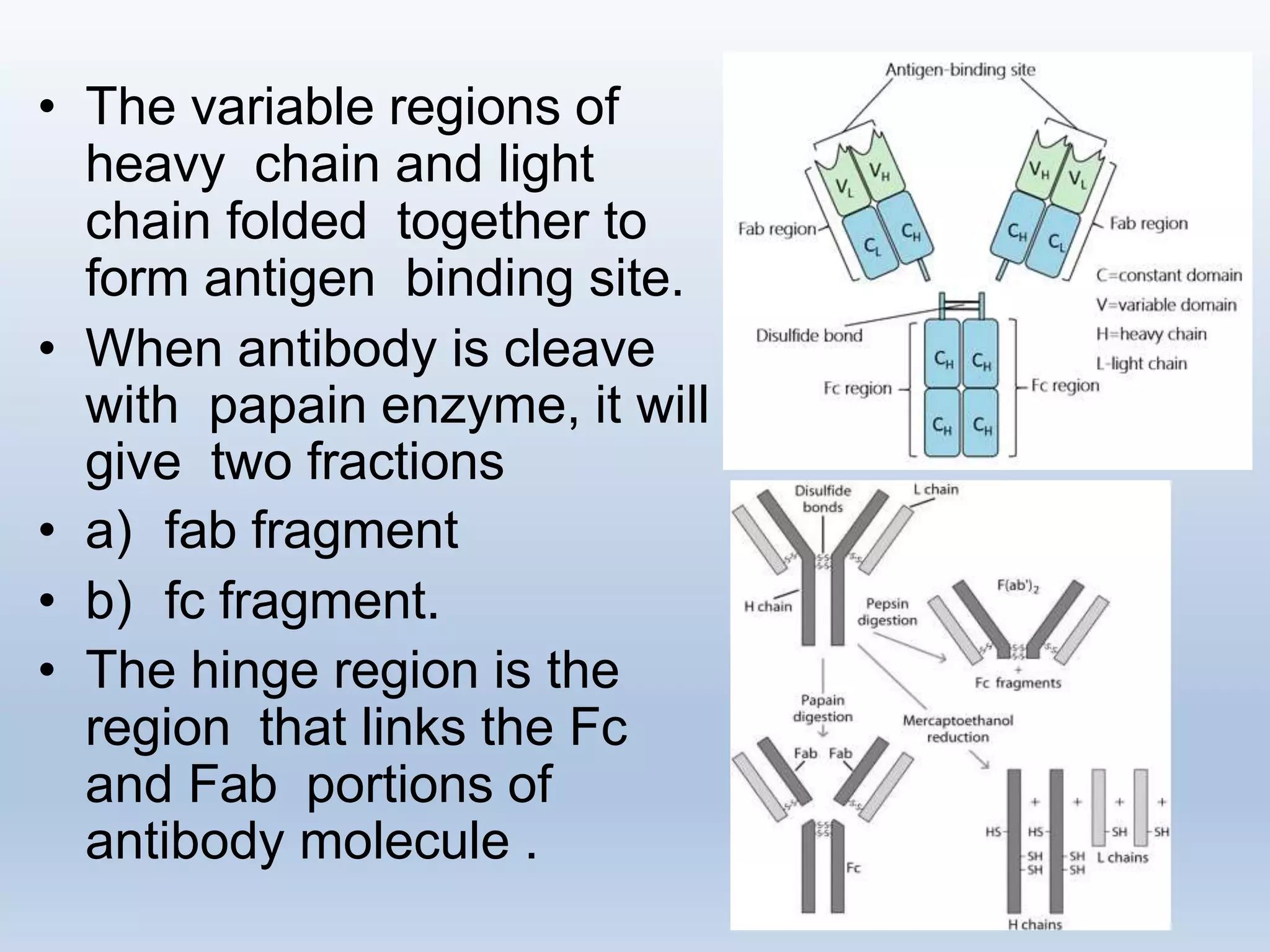 Antibody immunoglobulin by prof. shashank chaurasiya | PPTX