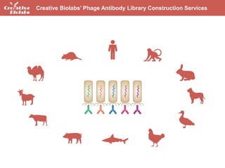 Antibody Library Screening - Creative Biolabs | PPTX
