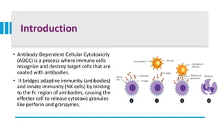 Comprehensive Overview of Antibody-Dependent Cellular Cytotoxicity ...